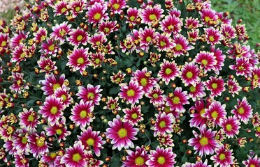 Flowers and buds of purple and white Chrysanthemum indicum. Full frame, texture.