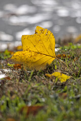 Yellow Leaf, Capturing The Beauty Of Autumn Color Photography.