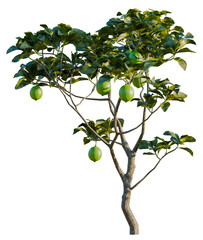 Citrus limon  trees, front view, cutout, transparent, isolate, Vibrant lime tree with fresh green fruits ready for harvest in the sunlight