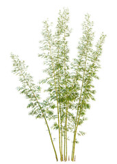 Chimonobambusa quadrangularis  trees, front view, cutout, transparent, isolate, Vibrant bamboo stalks with lush green leaves isolated on transparent background © DH Tree Stock