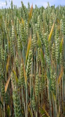 Fototapeta premium Close-up of Green Wheat Ears Growing in the Field under Natural Light