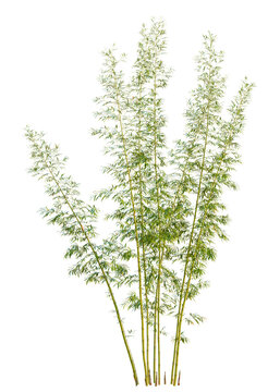 Fototapeta Chimonobambusa quadrangularis  trees, front view, cutout, transparent, isolate, Vibrant bamboo stalks with lush green leaves isolated on transparent background