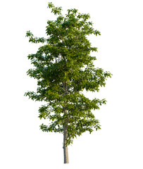Michelia mediocris  trees, front view, cutout, transparent, isolate, Vibrant green tree isolated, perfect for nature, landscape, and design projects