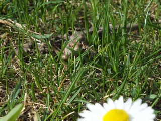 Common Lizard (Zootoca vivipara) crawling through green grass on a garden lawn with a daisy in foreground