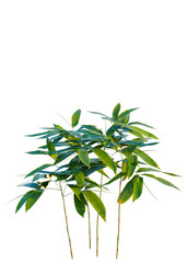 Obraz premium Sasa pygmaea trees, front view, cutout, transparent, isolate, Vibrant bamboo plant against a transparent background for creative designs