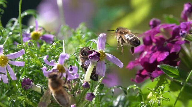 Bees on Flowers. Closeup view. Slow-motion. purple violet flowers.

