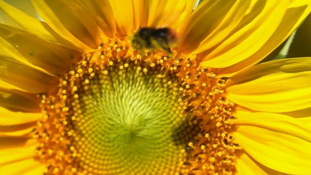 Bumblebee on a sunflower. Pollination many pollen