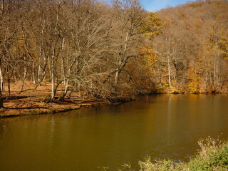 Autumn in the forest