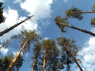 Pines in a forest against blue sky. Bottom shot.
