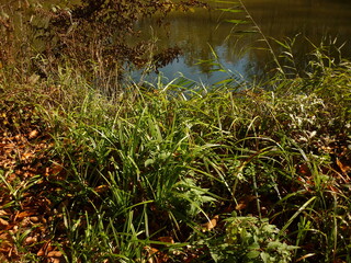 grass and water