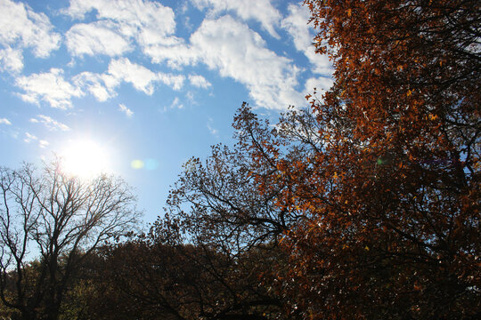 autumn landscape. the sun shines brightly in a beautiful cloudscape, illuminating trees with brown and fall colored leaves. lens flare. banner with copy space. change of season abstract design element - Powered by Adobe