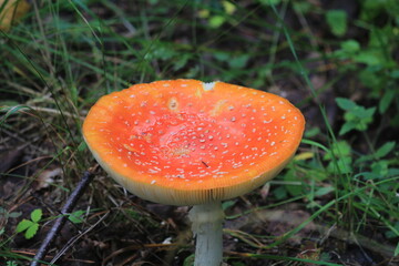 fly agaric mushroom