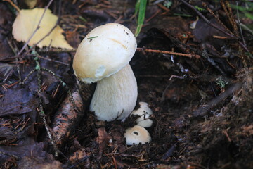 porcini mushroom in a summer forest
