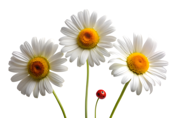 Three delicate white daisies with bright yellow centers and a single small red berry isolated on transparent background