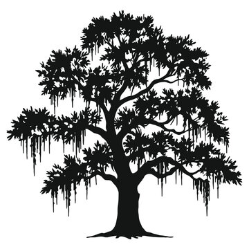 Majestic live oak tree silhouette with hanging spanish moss detailed natural outdoor scene isolated on white background perfect for landscape design and botanical illustration uses