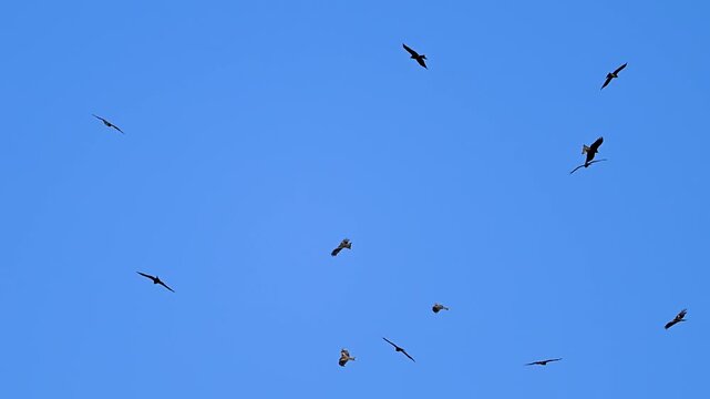 Black kite birds are on the sky