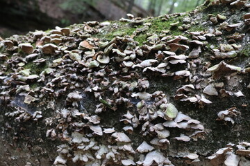 A close-up photograph of a fallen tree in a glen covered in fungi and moss.