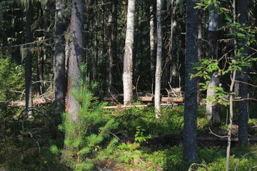 Obraz premium forests of northeastern Europe at the end of summer