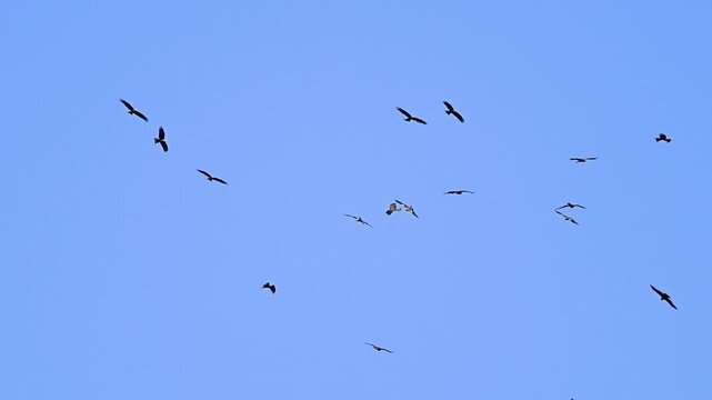 Black kite birds are hovering on their migrate