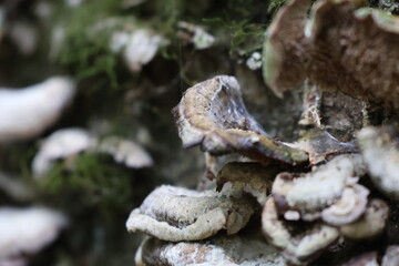 A close-up photograph of a fallen tree in a glen covered in fungi and moss.