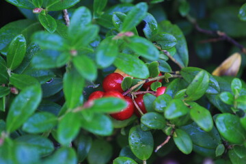 lingonberries in a summer forest