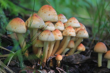 mushrooms in the forest