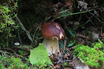 The porcini mushroom grows in the litter of a coniferous forest