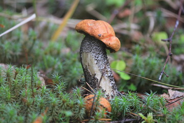 aspen mushroom in a summer forest