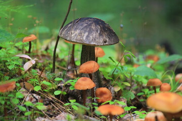 mushrooms in the forest