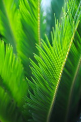 Close Up Green Palm Leaves