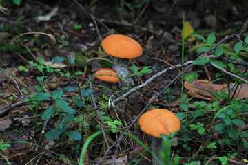 Aspen mushrooms in a summer forest