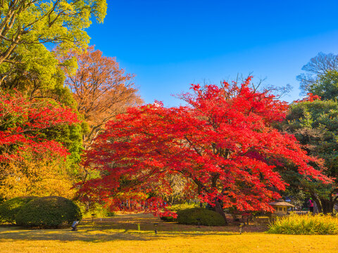 A large maple tree with vibrant red leaves in a Japanese garden against a clear blue sky (Rikugien Garden, Tokyo, Japan) - Powered by Adobe