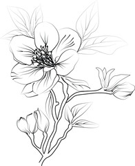 A delicate white flower blooms with flowers and leaves. vintage floral vector illustration, Vector sketch of quince flower. Detailed flower coloring pages for printable