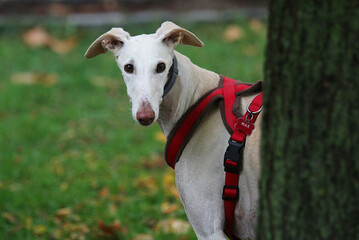 Obraz premium Galgo inglés blanco atento de mirada tierna mirando detrás de un árbol del parque con cara adorarble y graciosa con arnés rojo de nombre Max