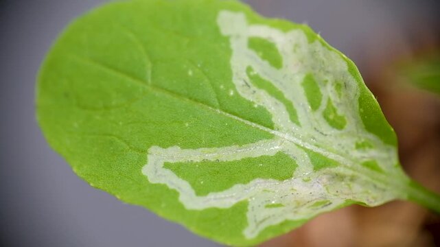 Plant leaf damage caused by leaf miners