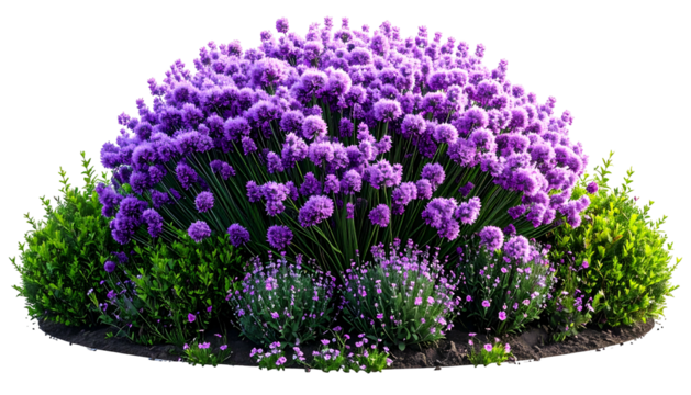 A vibrant garden bed, featuring a large purple flowering bush with green accents