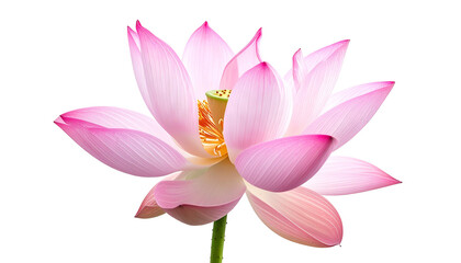 Pink lotus flower in full bloom, revealing seed pod, against a transparent backdrop