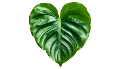 Isolated, heart-shaped green leaf with prominent veins against a black background