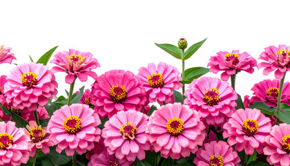 Row of vibrant pink flowers with yellow centers and green foliage against a black backdrop