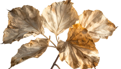 Close-up of dried, golden leaves on a twig against a transparent background