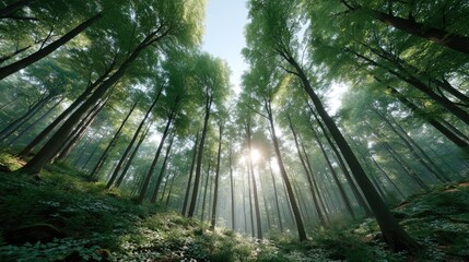 Looking Up Through A Lush Green Forest Canopy With Sunlight Streaming Through The Tall Tree Trunks Illuminating The Undergrowth With A Gentle Bright Glow