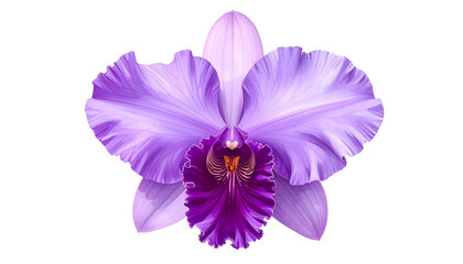 A close-up view of a vibrant, intricate orchid bloom with layered petals and a dark center
