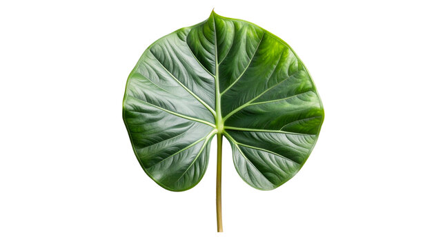 Isolated, close-up shot of a large, heart-shaped green leaf with prominent veins - Powered by Adobe