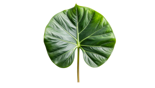 Isolated, close-up shot of a large, heart-shaped green leaf with prominent veins