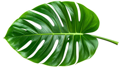 Isolated close-up of a large, vibrant green tropical leaf with deep cuts and a stem