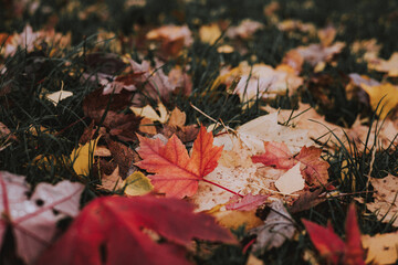 Macro nature. Vibrant autumn leaves on the ground with water droplets after a rain shower. Colorful leaves in rainy October weather.