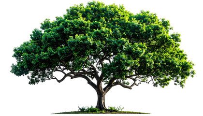 A lush green tree with a wide canopy, isolated on a transparent background