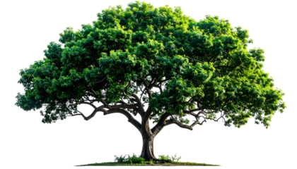 A lush green tree with a wide canopy, isolated on a transparent background
