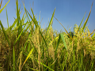 Golden Rice Plants Ready for Harvest in Sunlit Paddy Field