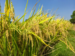 Golden Rice Plants Ready for Harvest in Sunlit Paddy Field